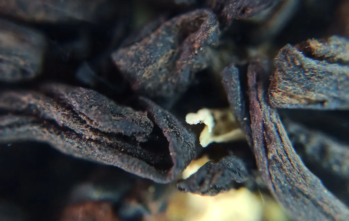 Macro detail of dark resinous agarwood